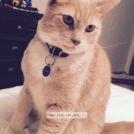 Photo 1/1 Cat reunited Lost in Brampton
