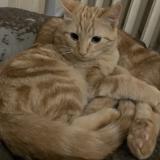 Picture of cat lost at Grenoble