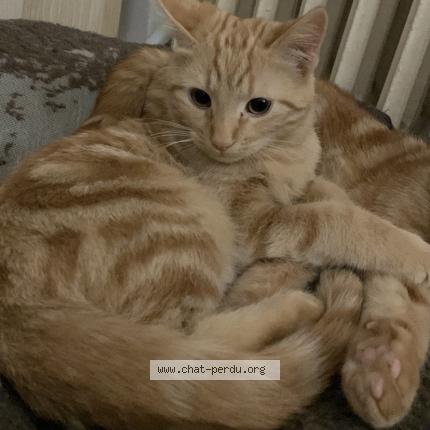 Photo 1/1 Boulette Chat lost in Grenoble