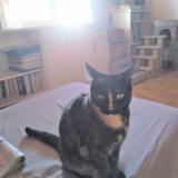 Picture of cat lost at Corneilhan