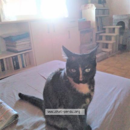 Photo 1/3 Chanel Chat lost in Corneilhan