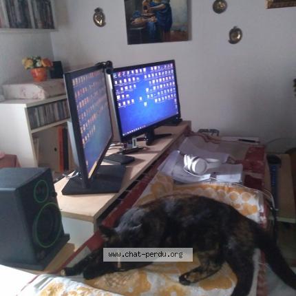 Photo 2/3 Chanel Chat lost in Corneilhan