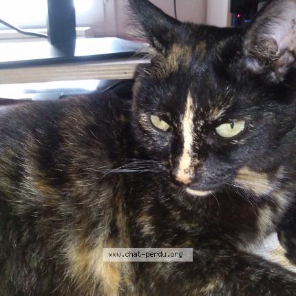 Photo 3/3 Chanel Chat lost in Corneilhan