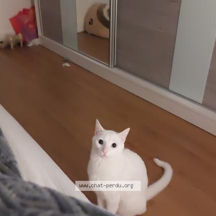 Foto van vermiste kat in Koekelberg