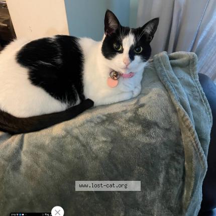 Photo 1/1 Cat reunited Lost in Ottawa