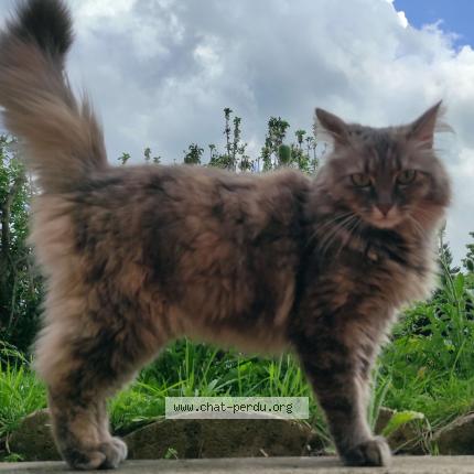 Photo 1/1 Mirza Chat lost in Reims