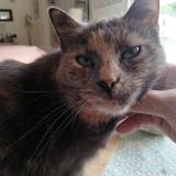 Picture of cat lost at Le Luc En Provence