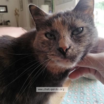 Photo 1/1 Shena Chat lost in Le luc en provence