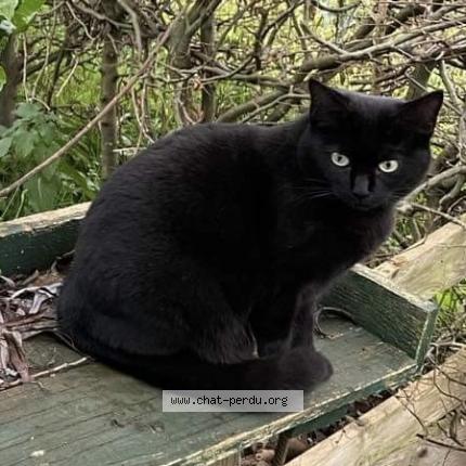 Foto 1/1 Wiedergefundene Katze Verloren in Oberkorn