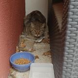 Picture of cat found at Montpellier