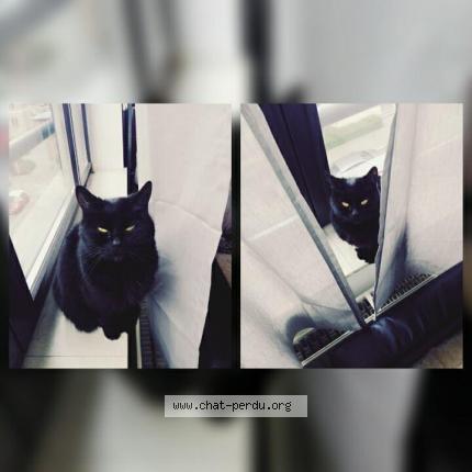 Foto 1/1 Kat teruggevonden Vermist in Wemmel