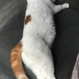 Picture of cat lost at Meaux