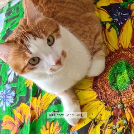 Foto einer verlorenen Katze in Neuchatel