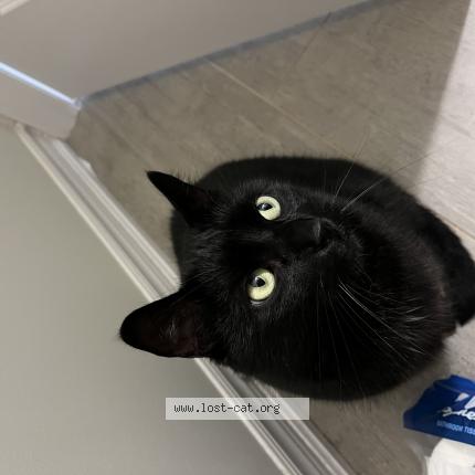 Photo 1/1 Cat reunited Lost in St catharines