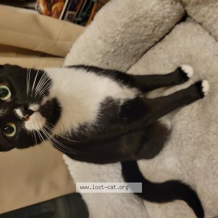 Photo 1/1 Reunited cat Lost in Bethlehem