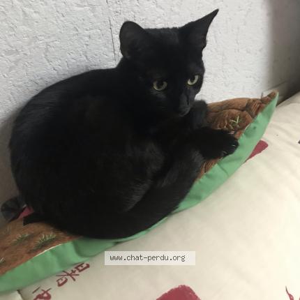 Photo 1/1 Yoko Chat lost in Brou sur chantereine