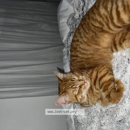 Photo 1/1 Cat reunited Lost in Markham
