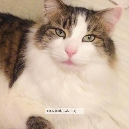 Photo 1/1 Reg Chat lost in Hayes