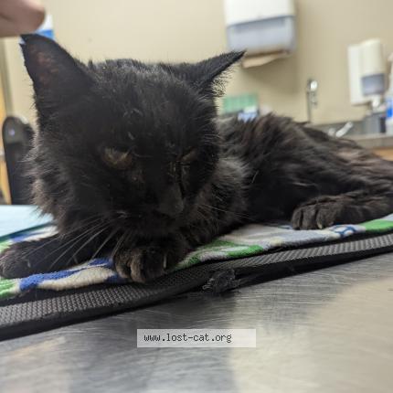 Photo 1/1 Cat reunited Found in Edmonton