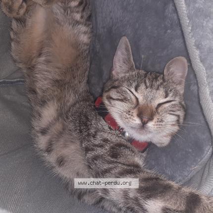 Foto 1/1 Kat teruggevonden Vermist in Virton
