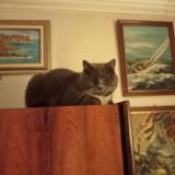 Picture of cat lost at Marseille