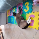 Picture of cat lost at Mordelles