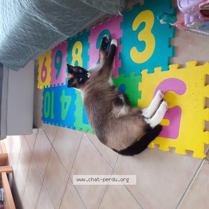 Photo 1/1 Cat reunited Lost in Mordelles