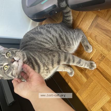 Photo 1/1 Cat reunited Lost in Brampton