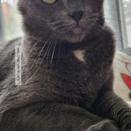 Foto van vermiste kat in Tournai