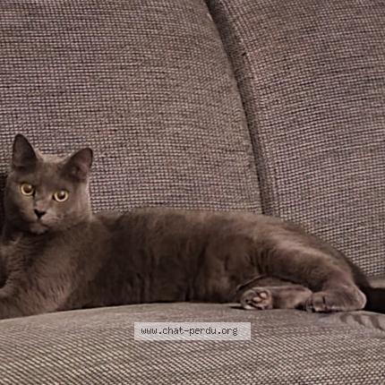Foto 2/2 Kat teruggevonden Vermist in Tournai
