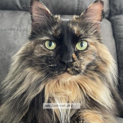 Photo 1/1 Reunited cat Lost in Nibley