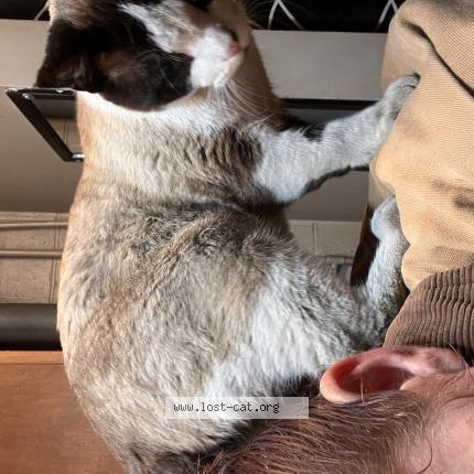 Photo 1/1 Reunited cat Lost in Wooster