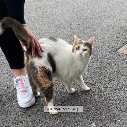 Photo 1/1 Found cat Found in Revel