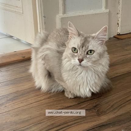 Foto 1/1 Wiedergefundene Katze Verloren in Chene Bougeries