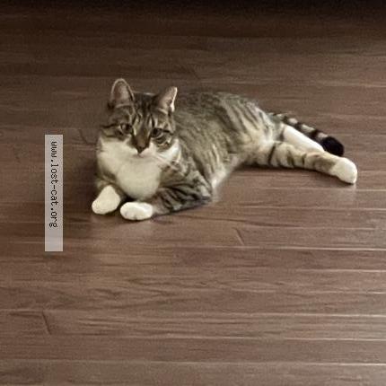 Photo 1/1 Cat reunited Lost in Markham