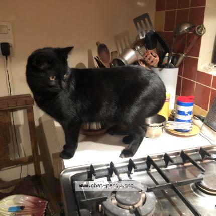 Foto van vermiste kat in Liege