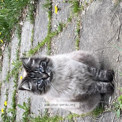 Foto 1/1 Wiedergefundene Katze Verloren in La Chaux De Fonds