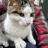 Picture of cat found at Chateauguay