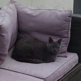 Picture of cat lost at Lansargues