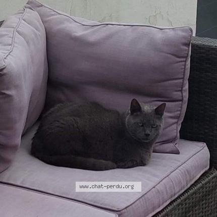 Photo 1/1 PATAPON Chat lost in Lansargues