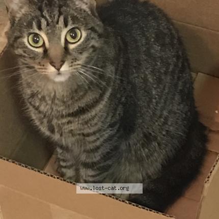 Photo 1/1 Reunited cat Lost in Sylvania