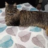 Picture of cat lost at Martigues