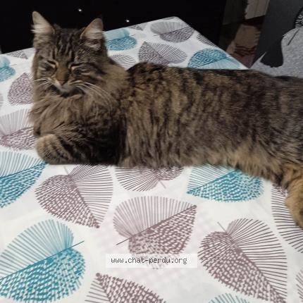 Photo 1/1 RUBY Chat lost in Martigues