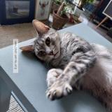 Picture of cat lost at Saulzais Le Potier