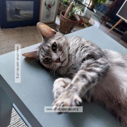 Photo 1/1 Tommy Chat lost in Saulzais le potier