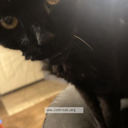 Picture of cat lost at Oklahoma City