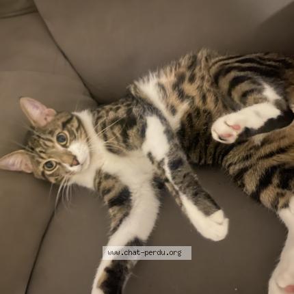 Foto einer verlorenen Katze in Sierre