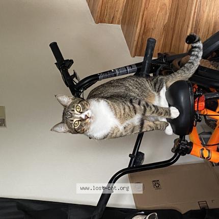 Photo 1/1 Cat reunited Lost in Vancouver