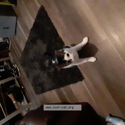 Photo 1/1 Cat reunited Lost in Edmonton