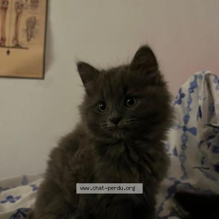 Foto van vermiste kat in Jette Brussels